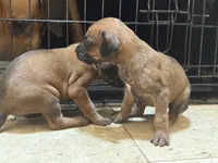 Samson Jr, a male Rhodesian Ridgeback and Labrador Retriever for sale in Fresno, CA – Photo 5 of 7