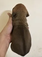 Samson Jr, a male Rhodesian Ridgeback and Labrador Retriever for sale in Fresno, CA – Photo 3 of 7