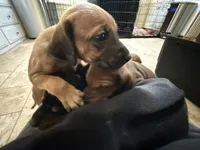 Samson Jr, a male Rhodesian Ridgeback and Labrador Retriever for sale in Fresno, CA – Photo 1 of 7