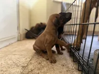 Samson Jr, a male Rhodesian Ridgeback and Labrador Retriever for sale in Fresno, CA – Photo 4 of 7