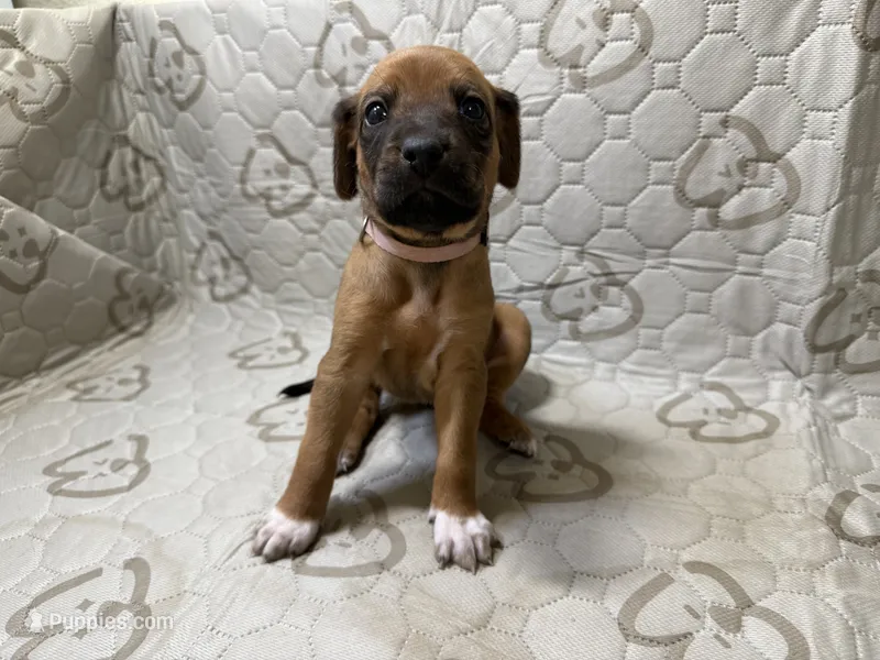 Xena – Rhodesian Ridgeback, Labrador Retriever puppy for sale in Fresno, CA