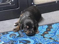 Hera, a female Rhodesian Ridgeback and Labrador Retriever for sale in Fresno, CA – 7 of 10