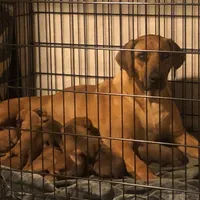Deuce, a male Rhodesian Ridgeback and Labrador Retriever for sale in Fresno, CA – Photo 10 of 10