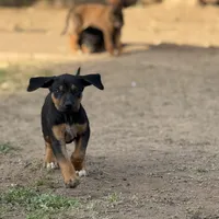 Deuce, a male Rhodesian Ridgeback and Labrador Retriever for sale in Fresno, CA – Photo 7 of 10