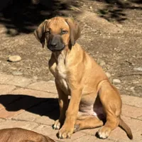 Seisa, a female Rhodesian Ridgeback and Labrador Retriever for sale in Fresno, CA – Photo 1 of 10