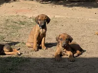 Seisa, a female Rhodesian Ridgeback and Labrador Retriever for sale in Fresno, CA – Photo 7 of 10