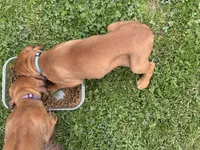 Seisa, a female Rhodesian Ridgeback and Labrador Retriever for sale in Fresno, CA – Photo 8 of 10