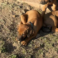 Seisa, a female Rhodesian Ridgeback and Labrador Retriever for sale in Fresno, CA – Photo 7 of 10