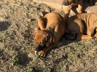 Seisa, a female Rhodesian Ridgeback and Labrador Retriever for sale in Fresno, CA – Photo 6 of 10