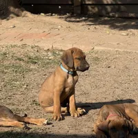 Seisa, a female Rhodesian Ridgeback and Labrador Retriever for sale in Fresno, CA – Photo 6 of 10