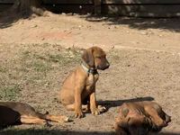 Seisa, a female Rhodesian Ridgeback and Labrador Retriever for sale in Fresno, CA – Photo 5 of 10