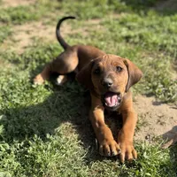 Seisa, a female Rhodesian Ridgeback and Labrador Retriever for sale in Fresno, CA – Photo 2 of 10