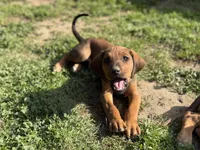 Seisa, a female Rhodesian Ridgeback and Labrador Retriever for sale in Fresno, CA – Photo 4 of 10