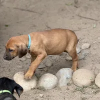 Seisa, a female Rhodesian Ridgeback and Labrador Retriever for sale in Fresno, CA – Photo 3 of 10