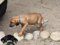 Seisa, a female Rhodesian Ridgeback and Labrador Retriever for sale in Fresno, CA – Photo 1 of 10