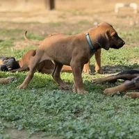 Seisa, a female Rhodesian Ridgeback and Labrador Retriever for sale in Fresno, CA – Photo 4 of 10