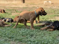 Seisa, a female Rhodesian Ridgeback and Labrador Retriever for sale in Fresno, CA – Photo 2 of 10