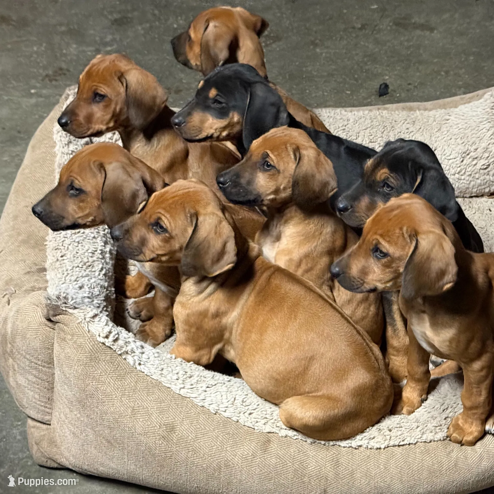 Seisa, a female Rhodesian Ridgeback and Labrador Retriever for sale in Fresno, CA – Photo 8 of 10