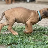 Seisa, a female Rhodesian Ridgeback and Labrador Retriever for sale in Fresno, CA – Photo 5 of 10