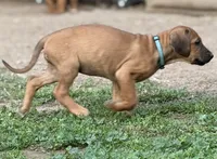 Seisa, a female Rhodesian Ridgeback and Labrador Retriever for sale in Fresno, CA – Photo 3 of 10