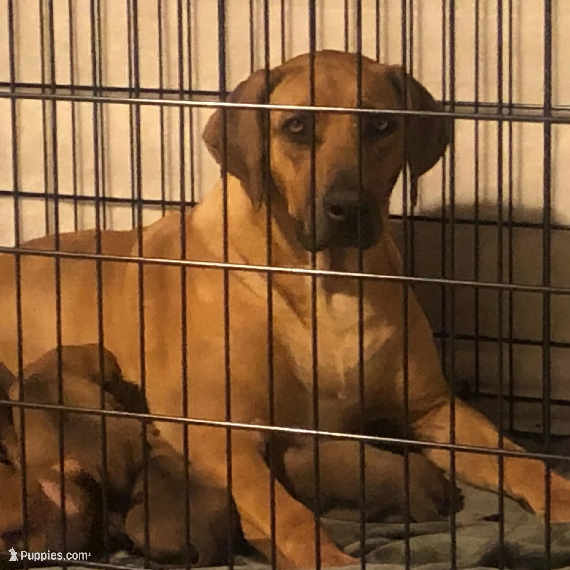 Seisa, a female Rhodesian Ridgeback and Labrador Retriever for sale in Fresno, CA – Photo 10 of 10