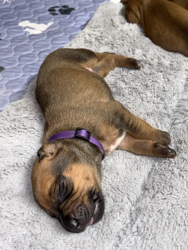 Dakota – Rhodesian Ridgeback, Labrador Retriever puppy for sale in Fresno, CA