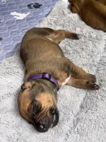 Dakota, a female Rhodesian Ridgeback and Labrador Retriever for sale in Fresno, CA – 1 of 10