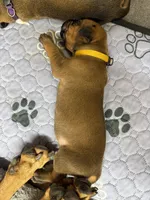 Teela, a female Rhodesian Ridgeback and Labrador Retriever for sale in Fresno, CA – 1 of 10