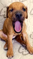 Ripley, a female Rhodesian Ridgeback and Labrador Retriever for sale in Fresno, CA – 4 of 10