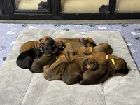 Xena, a female Rhodesian Ridgeback and Labrador Retriever for sale in Fresno, CA – 4 of 10