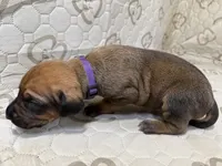 Dakota, a female Rhodesian Ridgeback and Labrador Retriever for sale in Fresno, CA – 3 of 10