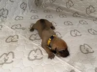 Teela, a female Rhodesian Ridgeback and Labrador Retriever for sale in Fresno, CA – 2 of 10
