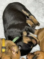Hera, a female Rhodesian Ridgeback and Labrador Retriever for sale in Fresno, CA – 4 of 10