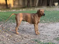 Nova, a female Rhodesian Ridgeback and Labrador Retriever for sale in Fresno, CA – 9 of 10