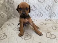 Bison, a male Rhodesian Ridgeback and Labrador Retriever for sale in Fresno, CA – 1 of 10