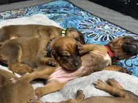 Gadget, a female Rhodesian Ridgeback and Labrador Retriever for sale in Fresno, CA – 5 of 10