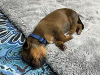 Nova, a female Rhodesian Ridgeback and Labrador Retriever for sale in Fresno, CA – 6 of 10