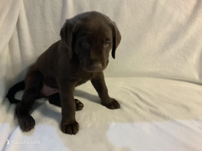 Cinnamon – Labrador Retriever puppy for sale in Naples, FL