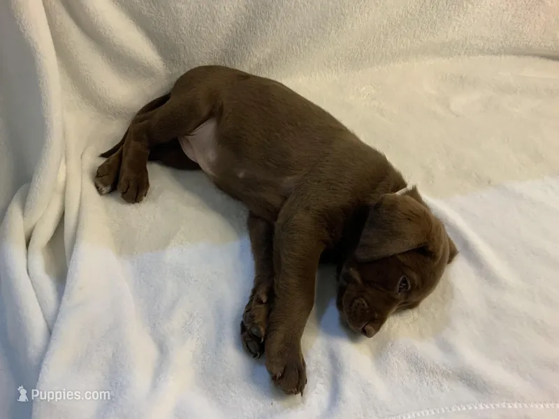 Tipsy, a female Labrador Retriever for sale in Naples, FL – Photo 1 of 1