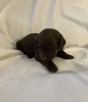 Nugget , a male Labrador Retriever for sale in Naples, FL – Photo 2 of 4