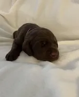 Nugget , a male Labrador Retriever for sale in Naples, FL – Photo 1 of 4