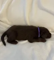 Nugget , a male Labrador Retriever for sale in Naples, FL – Photo 4 of 4