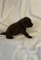 Nugget , a male Labrador Retriever for sale in Naples, FL – Photo 3 of 4