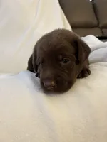 Chewy , a male Labrador Retriever for sale in Naples, FL – Photo 4 of 4