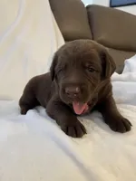 Chewy , a male Labrador Retriever for sale in Naples, FL – Photo 2 of 4