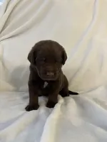 Chewy , a male Labrador Retriever for sale in Naples, FL – Photo 1 of 4