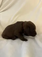 Chewy , a male Labrador Retriever for sale in Naples, FL – Photo 3 of 4