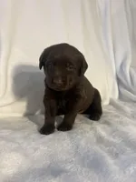 Atlas , a male Labrador Retriever for sale in Naples, FL – Photo 2 of 3