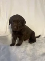 Atlas , a male Labrador Retriever for sale in Naples, FL – Photo 1 of 3