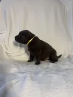 Atlas , a male Labrador Retriever for sale in Naples, FL – Photo 3 of 3